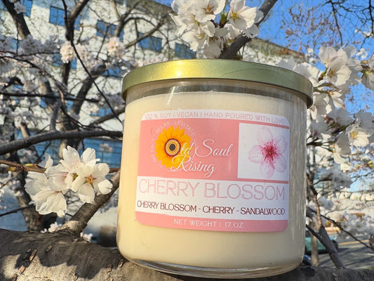Cherry Blossoms